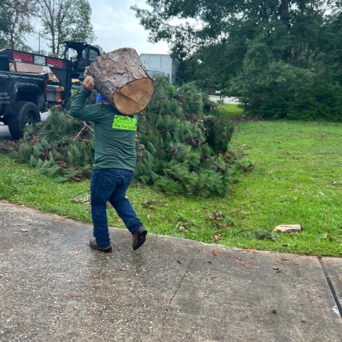 Tree Removal Project 8