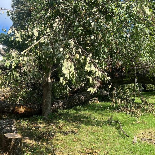 Tree Removal Project 1