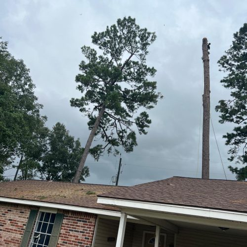 Tree Removal Project 6