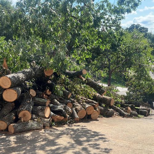 Tree Removal Project 3