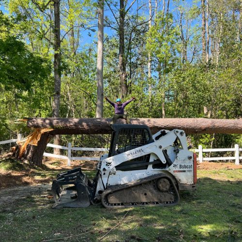 Tree Removal Project 5