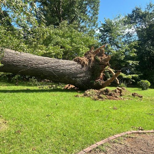 Tree Removal Project 4