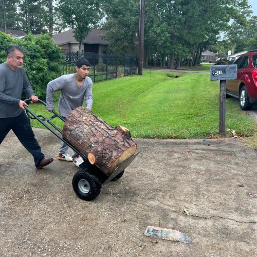 Tree Removal Project 7