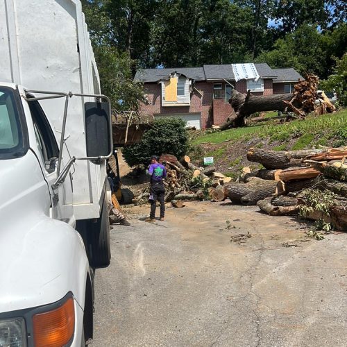 Tree Removal Project 2