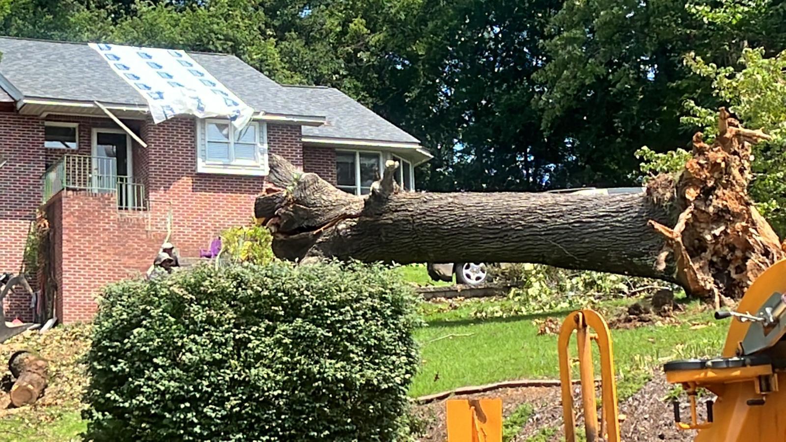 Green Tech Tree Service LLC