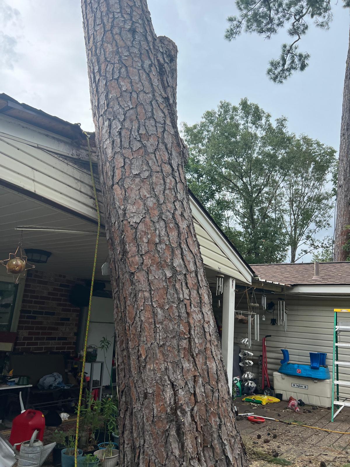 Tree Removal Project