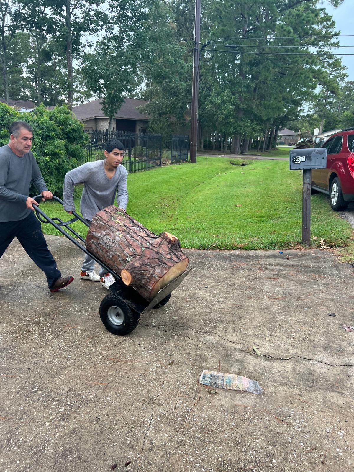Tree Removal Project 12