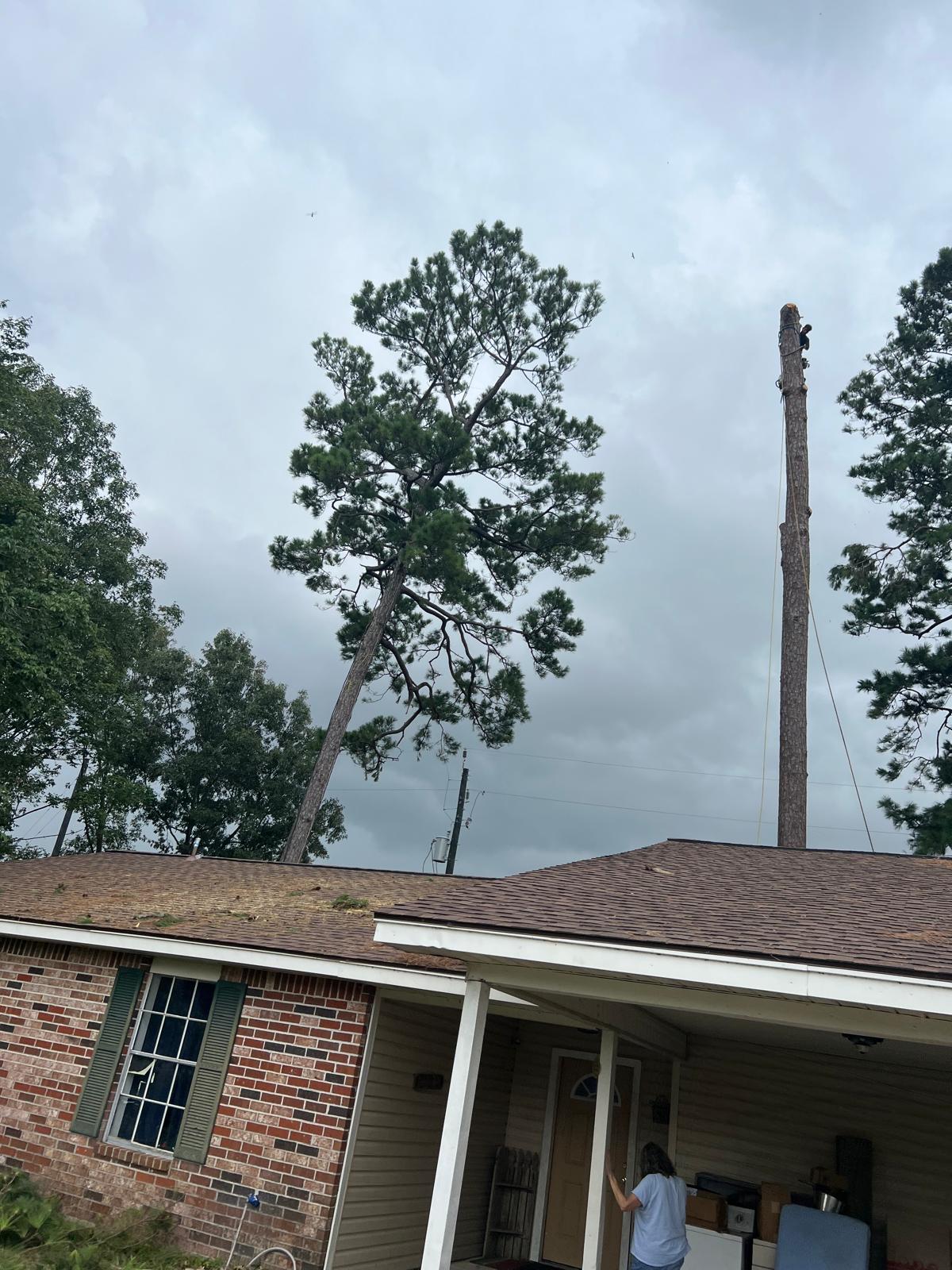 Tree Removal Project 11