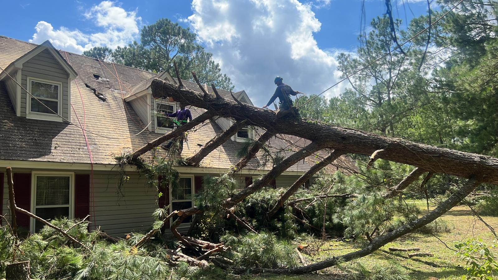 Tree Removal in Houston, TX