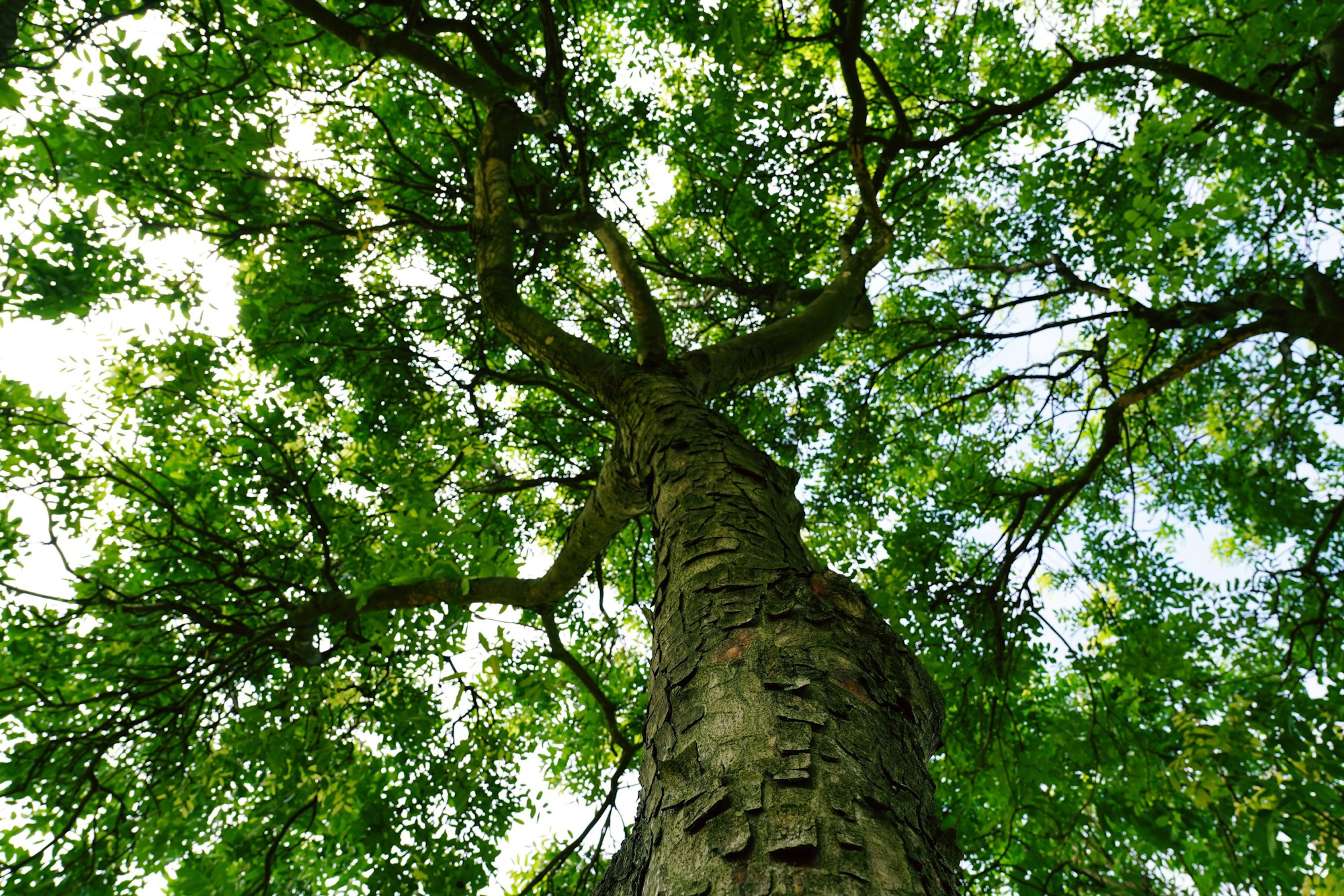Tree Service Project