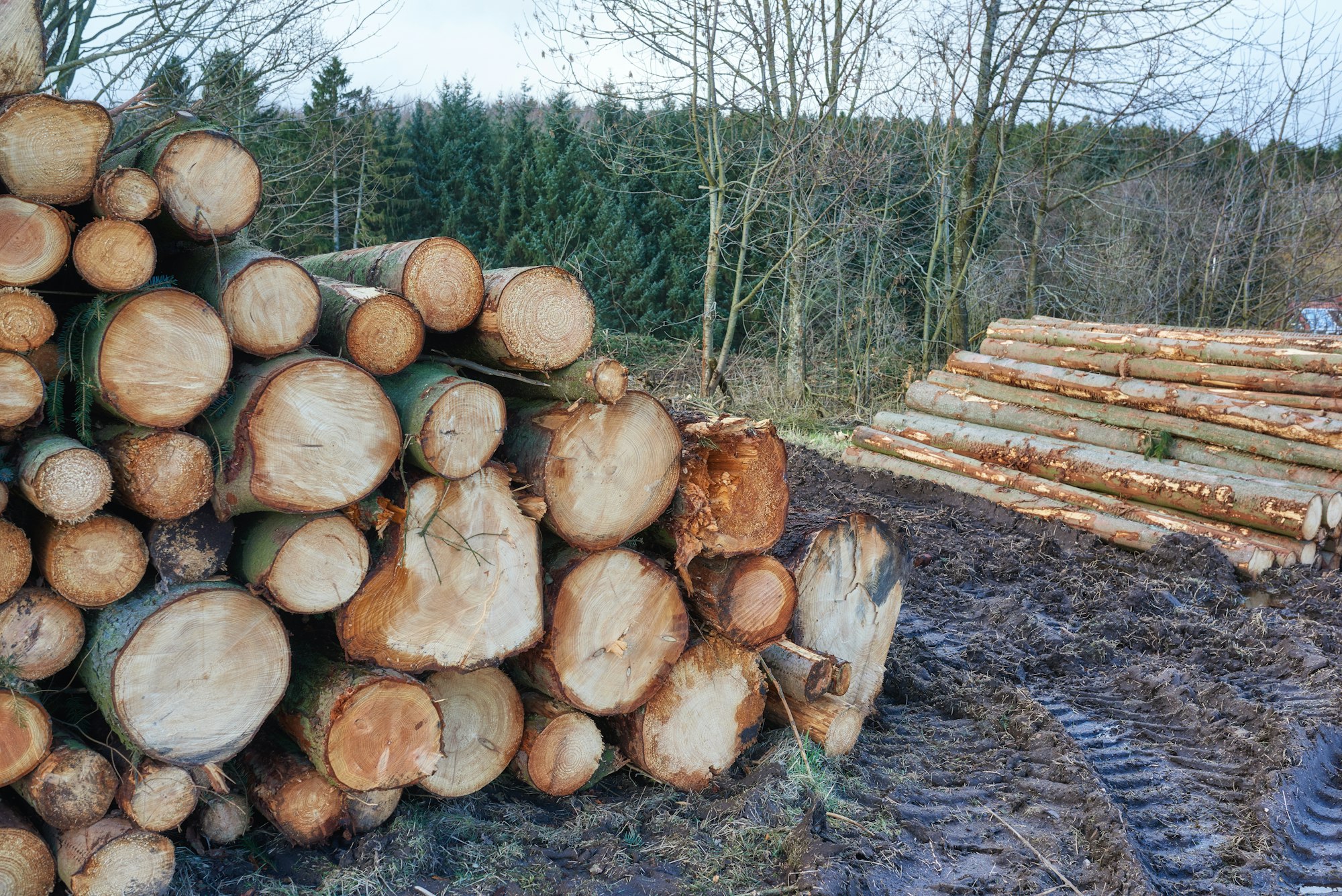 Tree Removal and Wood Project