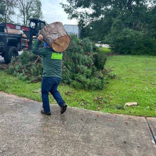 Tree service in Houston TX, Tree Trimming in Houston TX, Stump Grinding in Houston TX, Stump Removal in Houston TX, Tree Removal in Houston TX, General Landscaping S (11)