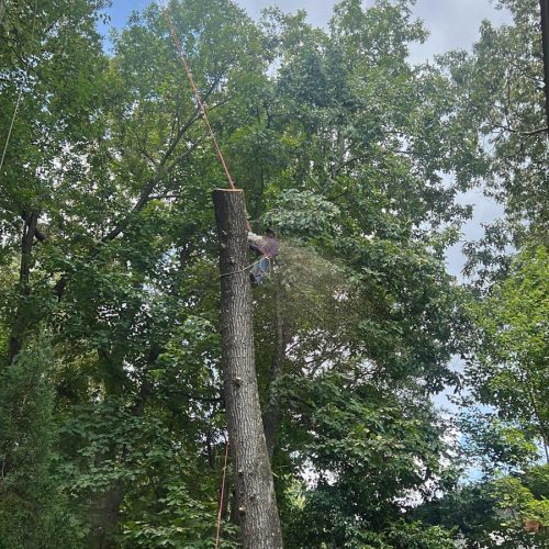 Tree service in Houston TX, Tree Trimming in Houston TX, Stump Grinding in Houston TX, Stump Removal in Houston TX, Tree Removal in Houston TX, General Landscaping S (5)