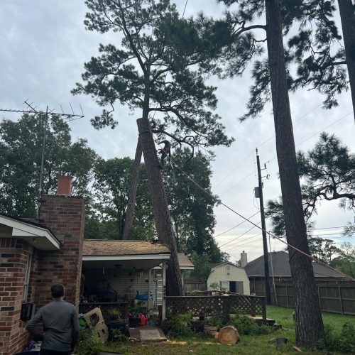 Tree service in Houston TX, Tree Trimming in Houston TX, Stump Grinding in Houston TX, Stump Removal in Houston TX, Tree Removal in Houston TX, General Landscaping S (7)