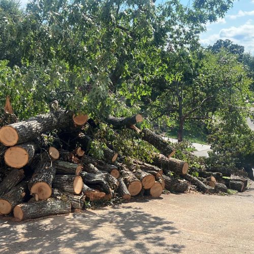 Tree service in Houston TX, Tree Trimming in Houston TX, Stump Grinding in Houston TX, Stump Removal in Houston TX, Tree Removal in Houston TX, General Landscaping Ser (1)